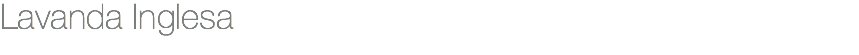 Lavanda Inglesa